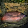 Kép 3/3 - CARP ACADEMY Bojlis Merítőfej 100x100 fekete