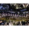 Kép 3/4 - DELPHIN CyberBARBED TUBE ólomsúly 80g