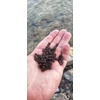 Kép 2/2 - TOP MIX Carp Line Fluoro etető pellet Csokis Keksz
