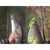 Kép 9/9 - DELPHIN ZANDIT 230cm/25g/2részes pergetőbot
